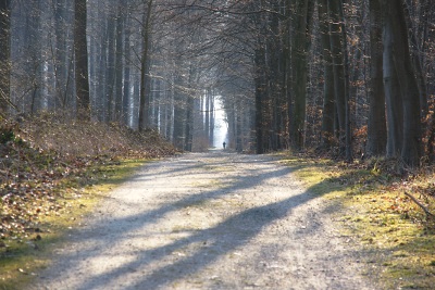 A walk in the woods, par Xavier E. G. Dierick